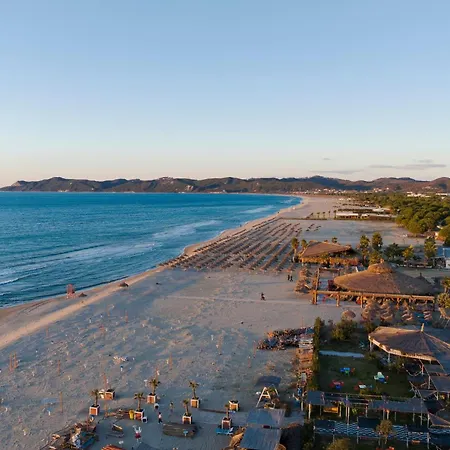 Olive Tree - Happy *