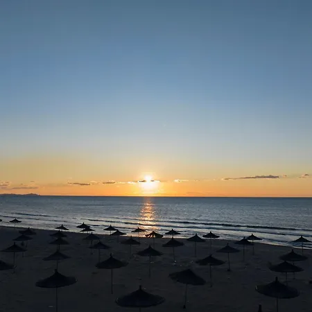 Olive Tree - Happy Plazhi San Pietro