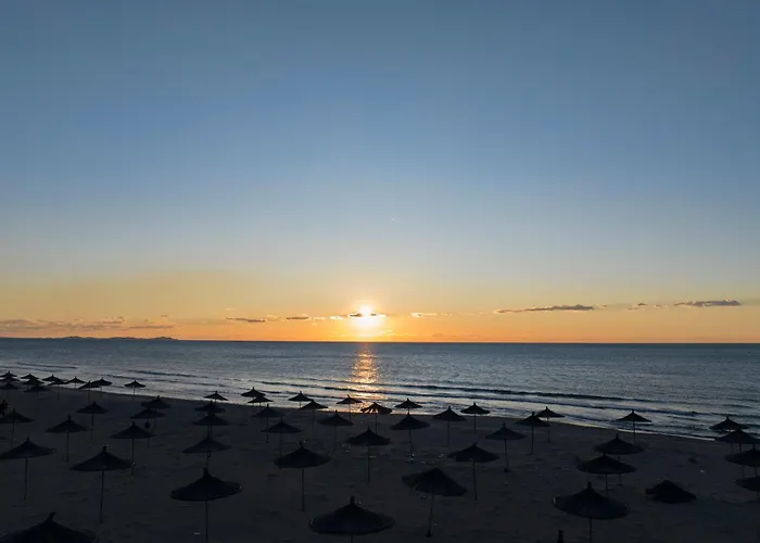 Olive Tree - Happy Plazhi San Pietro