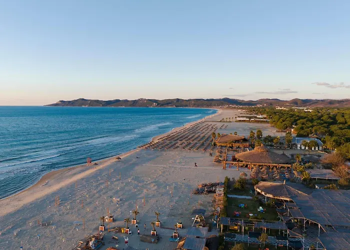 Olive Tree - Happy *